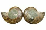 Cut & Polished Crystal-Filled Ammonite Fossil - Madagascar #354123-1